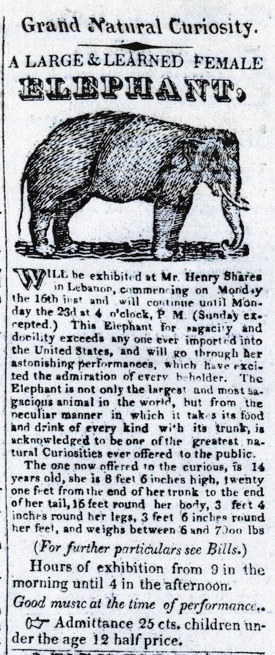 Western Star Elephant Golden Lamb ad